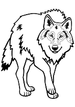 Раскраска - Дикое животное - Волк