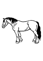 Раскраска - Домашние животные - Конь