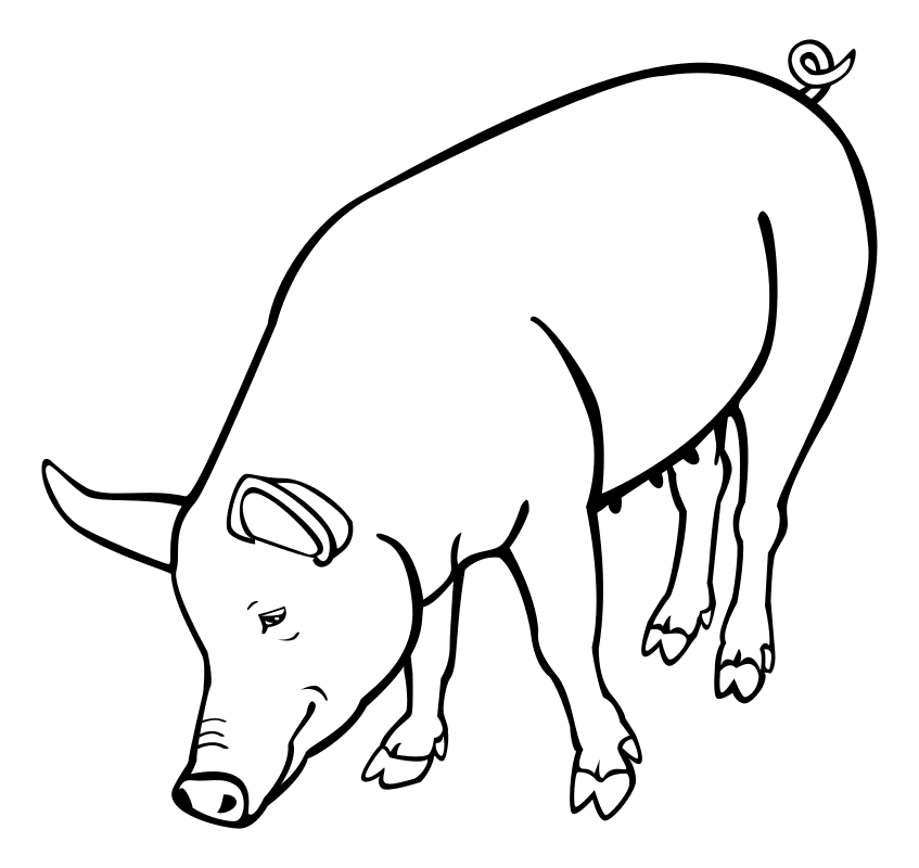 Раскраска - Домашние животные - Домашняя свинья