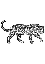 Раскраска Леопард