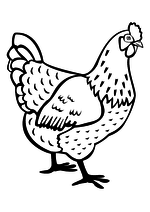 Раскраска - Домашние животные - Курица