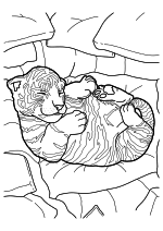 Раскраска - Тигры - Милый тигрёнок, спящий в клубке