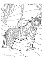 Раскраска - Тигры - Бенгальский тигр стоит в джунглях